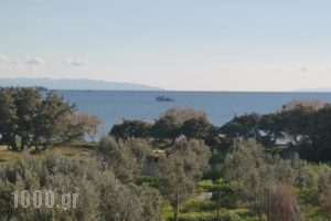 Mina'S Studios In Naxos Island_holidays_in_Hotel_Cyclades Islands_Naxos_Agia Anna