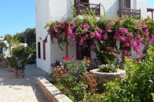 Deidamia Hotel_best prices_in_Hotel_Sporades Islands_Skyros_Linaria