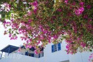 Yiannis Studios_holidays_in_Hotel_Cyclades Islands_Paros_Piso Livadi
